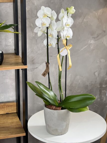 Orquidea deluxe
